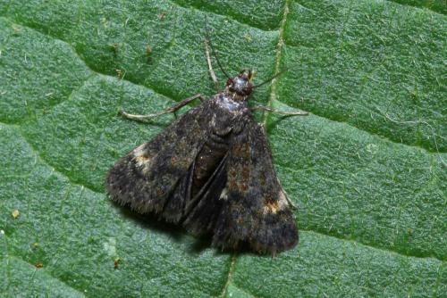 Heliothela wulfeniana